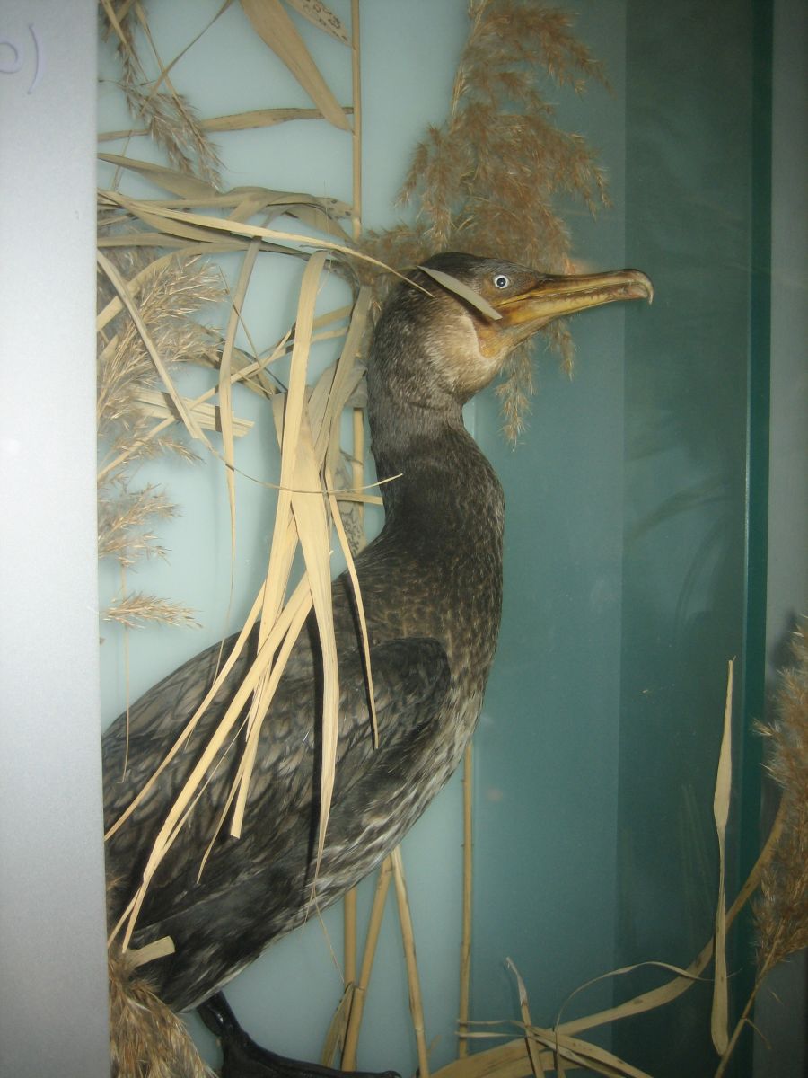 Museo del Fiume di Nazzano.